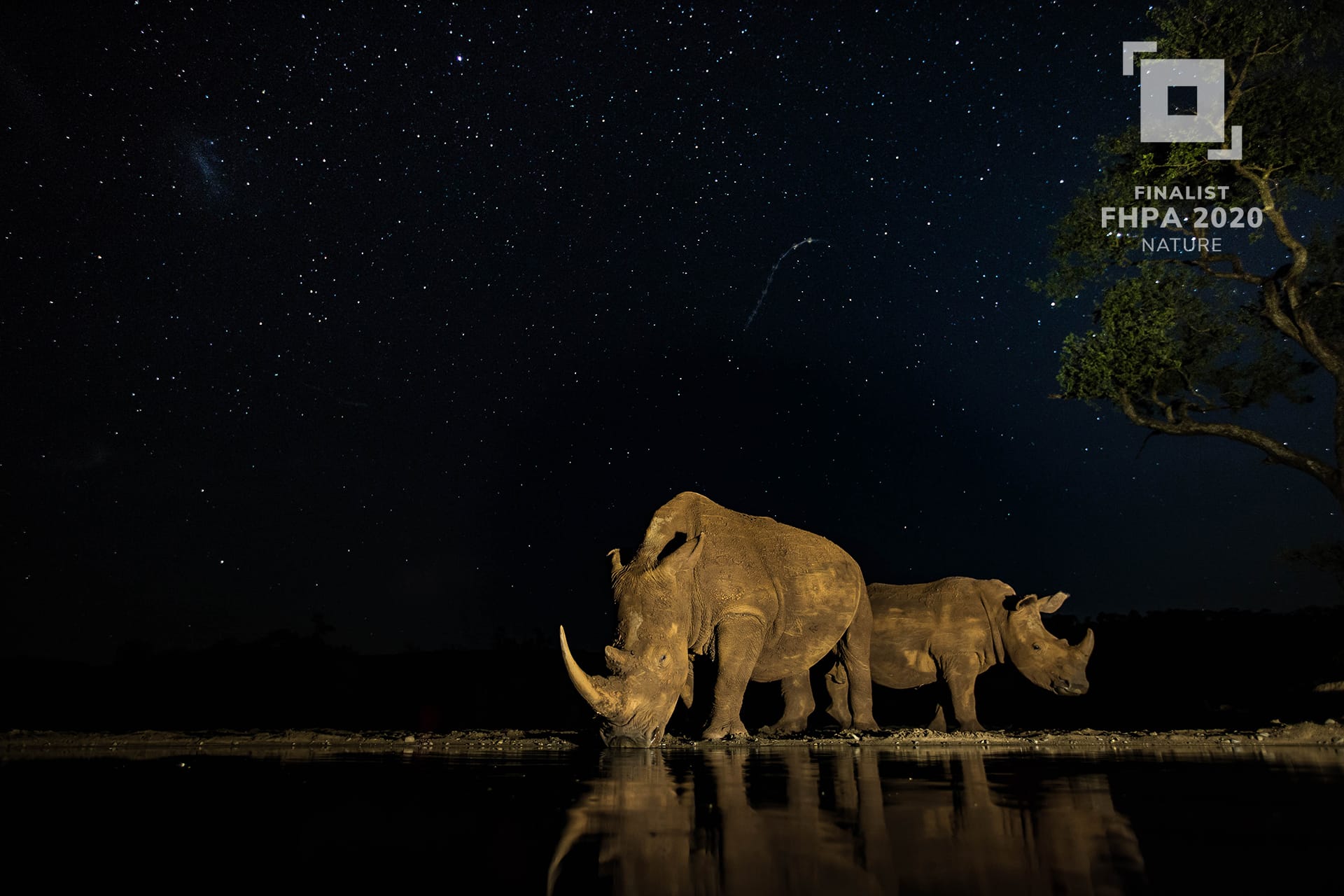 Nature Finalist, Under the Stars by Alison Langevad