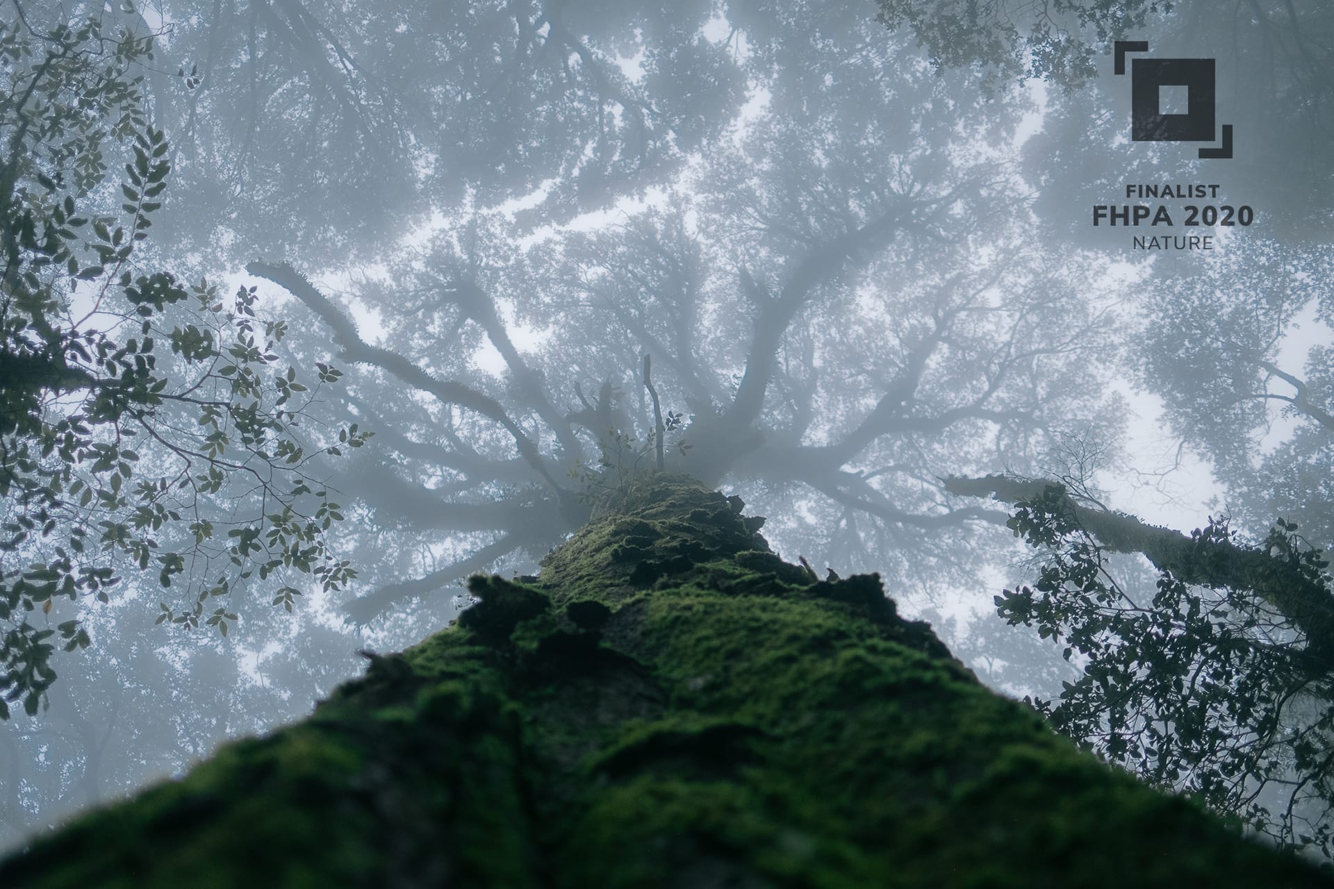 Nature Finalist, Ceiling of Gondwana by Drew Hopper