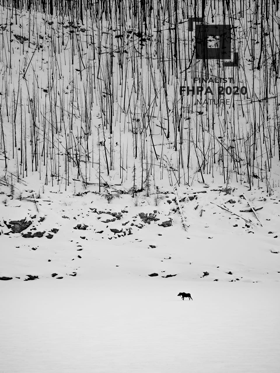 Nature Finalist, Long Walk by Stanley Aryanto