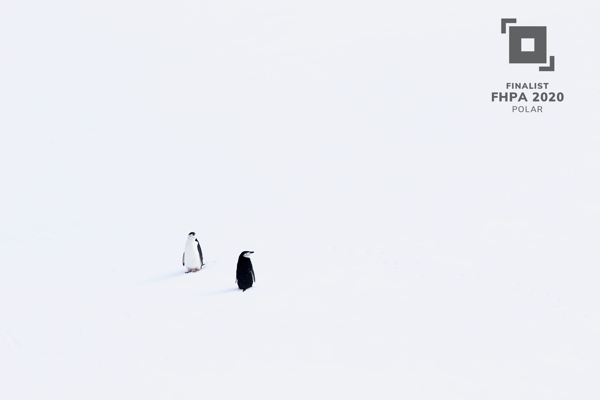 Polar Finalist, Lost in White by Brent Leftwich