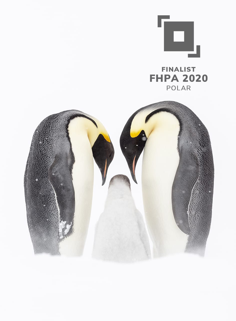 Polar Finalist, Emperor Family by Josh Holko