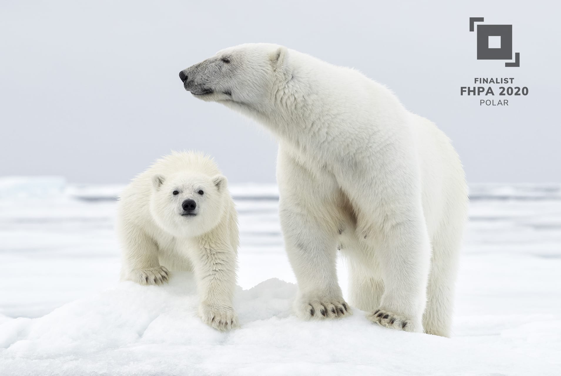 Polar Finalist, Polar Bear and Cub by Josh Holko