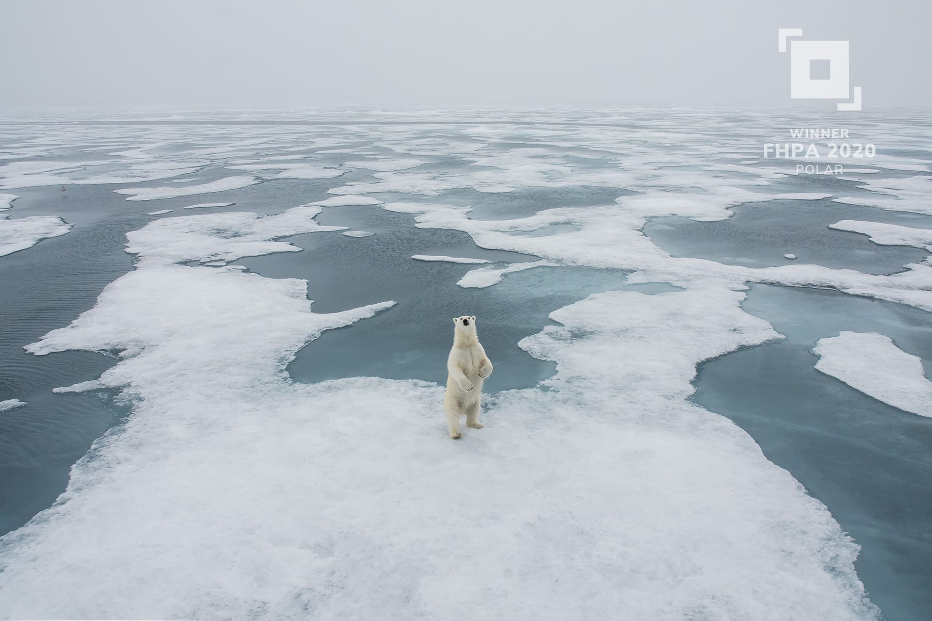 Winner Polar, Ursus Maritimus by David Sinclair