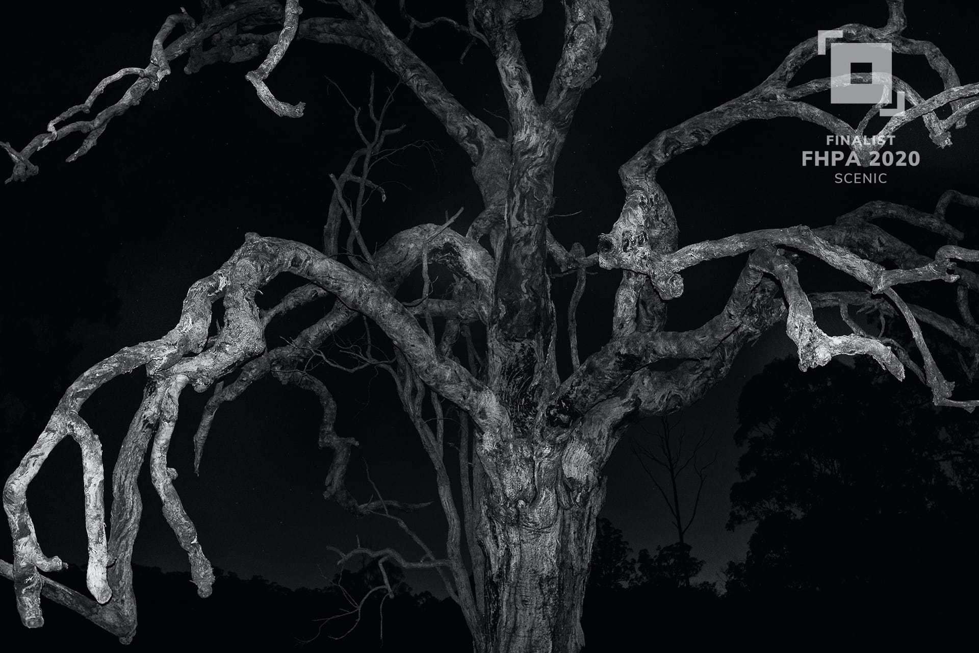 Scenic Finalist, Ghost Tree by Peter Ogden